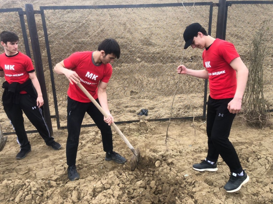 акция по посадке деревьев