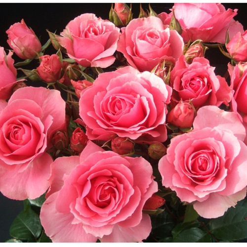 Поздравление директора с праздником 8 марта!